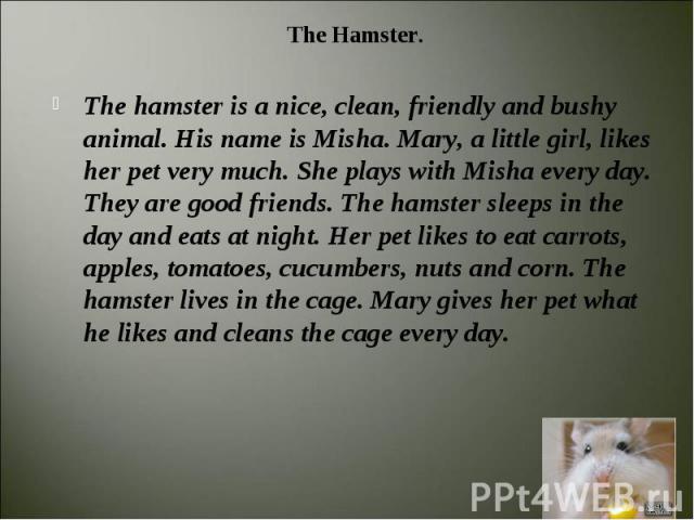 The Hamster.  The hamster is a nice, clean, friendly and bushy animal. His name is Misha. Mary, a little girl, likes her pet very much. She plays with Misha every day. They are good friends. The hamster sleeps in the day and eats at night. Her pet l…