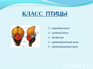 КЛАСС ПТИЦЫ 1 - передний мозг2 - средний мозг3 - мозжечок4 - промежуточный мозг5