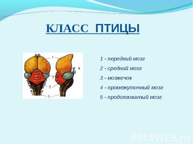 КЛАСС ПТИЦЫ 1 - передний мозг2 - средний мозг3 - мозжечок4 - промежуточный мозг5 - продолговатый мозг