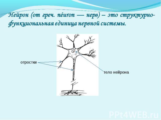 Нейрон (от греч. néuron — нерв) – это структурно-функциональная единица нервной системы.
