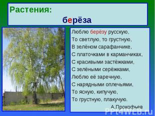Растения: берёза Люблю берёзу русскую,То светлую, то грустную,В зелёном сарафанч