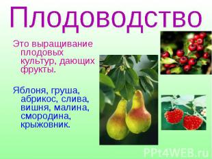 Плодоводство Это выращивание плодовых культур, дающих фрукты.Яблоня, груша, абри