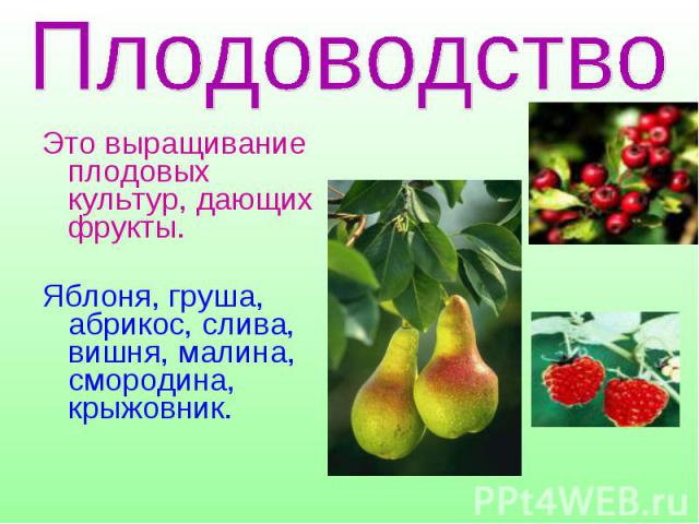 Плодоводство Это выращивание плодовых культур, дающих фрукты.Яблоня, груша, абрикос, слива, вишня, малина, смородина, крыжовник.