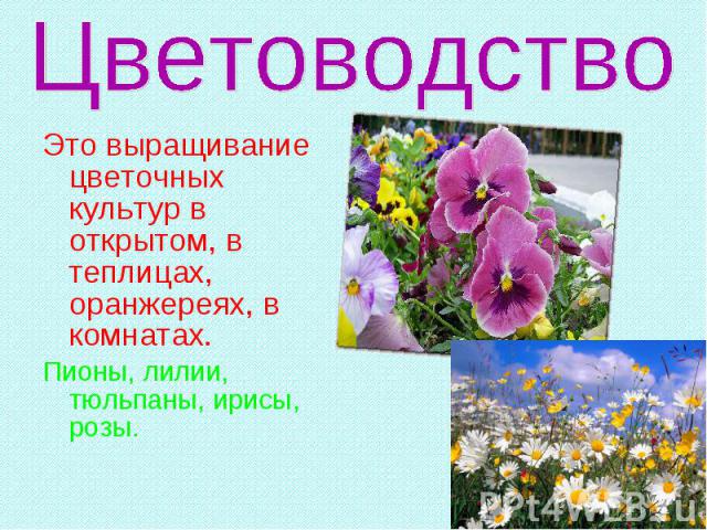 Цветоводство Это выращивание цветочных культур в открытом, в теплицах, оранжереях, в комнатах.Пионы, лилии, тюльпаны, ирисы, розы.