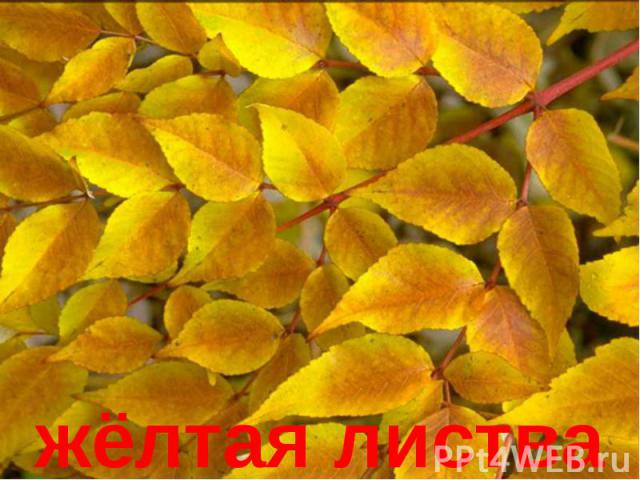 жёлтая листва