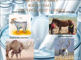 МОЛОКО КАКИХ ЖИВОТНЫХ УПОТРЕБЛЯЮТ В ПИЩУ Козье молоко Верблюжье молоко Молоко ко