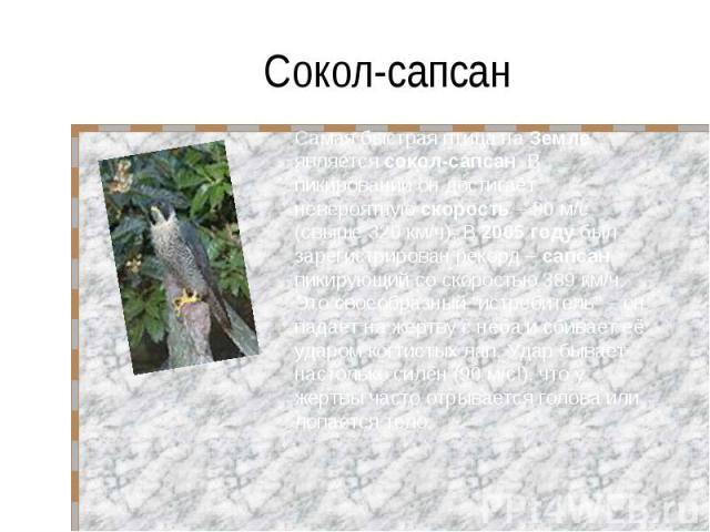 Сокол-сапсан Самая быстрая птица на Земле является сокол-сапсан. В пикировании он достигает невероятную скорость – 90 м/с (свыше 320 км/ч). В 2005 году был зарегистрирован рекорд – сапсан пикирующий со скоростью 389 км/ч. Это своеобразный “истребите…