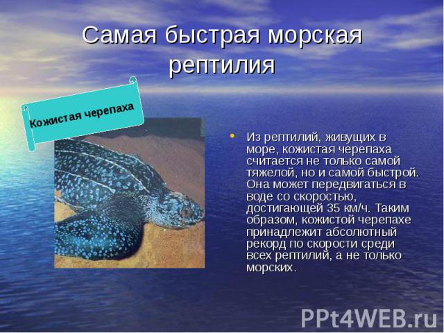 Самая быстрая морская рептилия Из рептилий, живущих в море, кожистая черепаха считается не только самой тяжелой, но и самой быстрой. Она может передвигаться в воде со скоростью, достигающей 35 км/ч. Таким образом, кожистой черепахе принадлежит абсол…