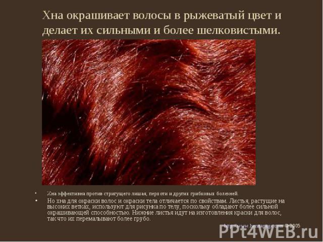 Хна окрашивает волосы в рыжеватый цвет и делает их сильными и более шелковистыми. Хна эффективна против стригущего лишая, перхоти и других грибковых болезней.Но хна для окраски волос и окраски тела отличается по свойствам. Листья, растущие на высоки…