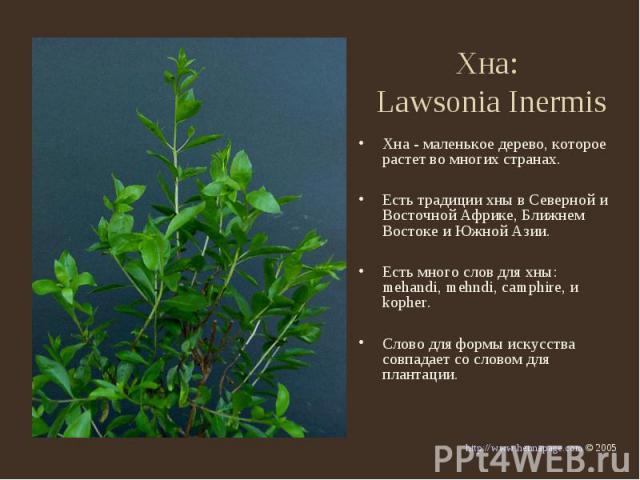 Хна: Lawsonia Inermis Хна - маленькое дерево, которое растет во многих странах.Есть традиции хны в Северной и Восточной Африке, Ближнем Востоке и Южной Азии.Есть много слов для хны: mehandi, mehndi, camphire, и kopher. Слово для формы искусства совп…