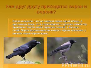 Кем друг другу приходятся ворон и ворона? Ворон и ворона – это не самец и самка