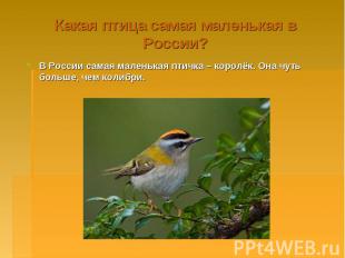 Какая птица самая маленькая в России? В России самая маленькая птичка – королёк.