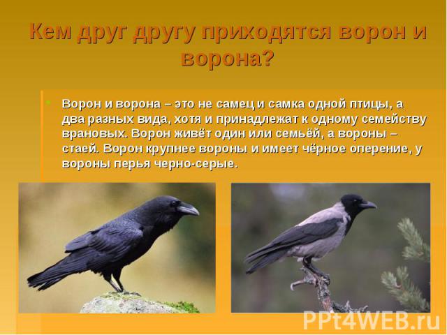 Кем друг другу приходятся ворон и ворона? Ворон и ворона – это не самец и самка одной птицы, а два разных вида, хотя и принадлежат к одному семейству врановых. Ворон живёт один или семьёй, а вороны – стаей. Ворон крупнее вороны и имеет чёрное оперен…