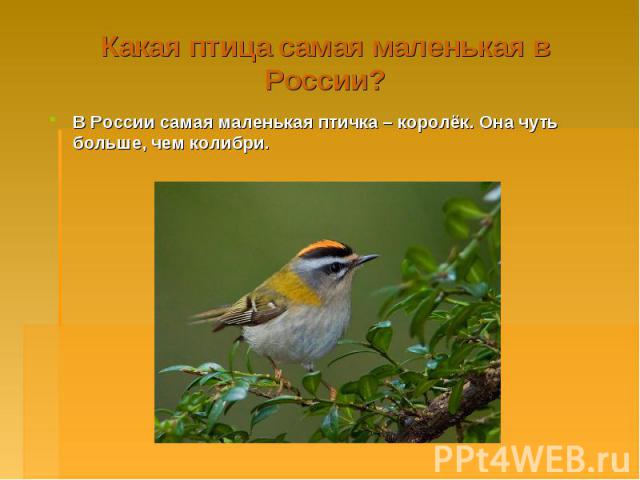 Какая птица самая маленькая в России? В России самая маленькая птичка – королёк. Она чуть больше, чем колибри.