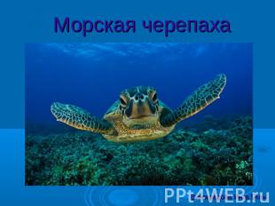 Морская черепахаВиноградова Инга 5«а»