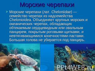 Морские черепахиМорские черепахи (лат. Cheloniidae) — семейство черепах из надсе