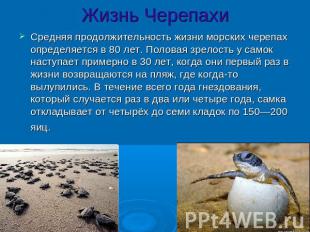 Жизнь ЧерепахиСредняя продолжительность жизни морских черепах определяется в 80