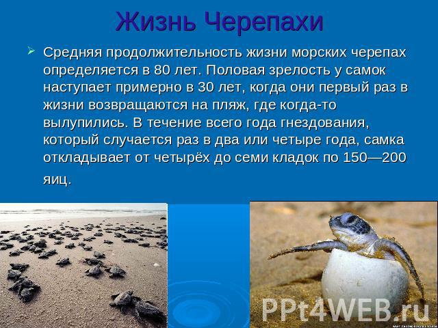 Жизнь ЧерепахиСредняя продолжительность жизни морских черепах определяется в 80 лет. Половая зрелость у самок наступает примерно в 30 лет, когда они первый раз в жизни возвращаются на пляж, где когда-то вылупились. В течение всего года гнездования, …