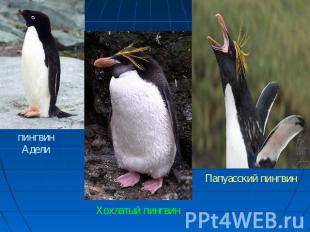 Хохлатый пингвин Папуасский пингвин пингвин Адели