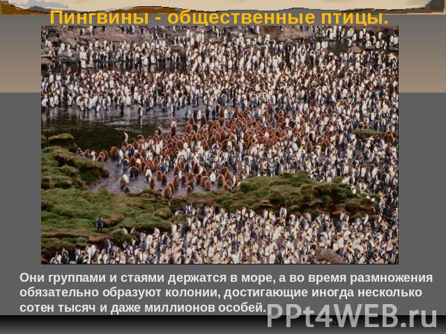 Пингвины - общественные птицы. Они группами и стаями держатся в море, а во время размножения обязательно образуют колонии, достигающие иногда несколько сотен тысяч и даже миллионов особей.