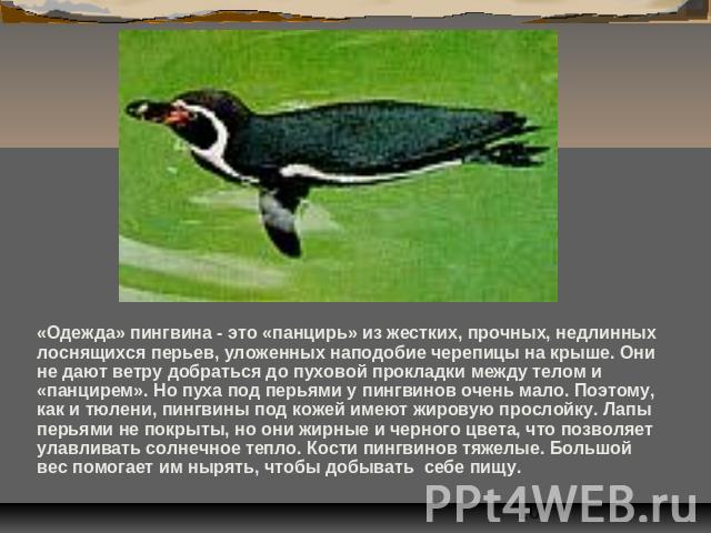 «Одежда» пингвина - это «панцирь» из жестких, прочных, недлинных лоснящихся перьев, уложенных наподобие черепицы на крыше. Они не дают ветру добраться до пуховой прокладки между телом и «панцирем». Но пуха под перьями у пингвинов очень мало. Поэтому…