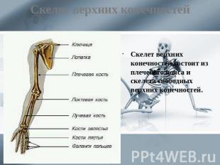 Скелет верхних конечностей Скелет верхних конечностей состоит из плечевого пояса