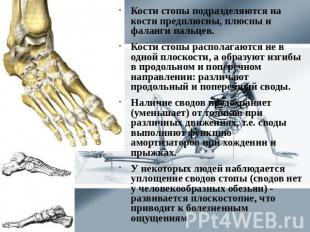 Кости стопы подразделяются на кости предплюсны, плюсны и фаланги пальцев. Кости
