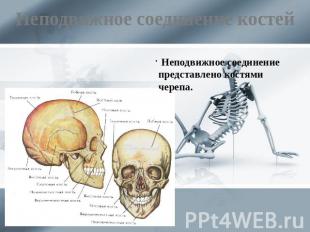 Неподвижное соединение костей Неподвижное соединение представлено костями черепа