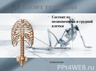 Скелет туловища Состоит из позвоночника и грудной клетки