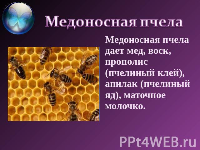 Медоносная пчела дает мед, воск, прополис (пчелиный клей), апилак (пчелиный яд), маточное молочко.