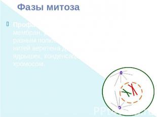 Фазы митоза Профаза (2n 4c) — демонтаж ядерных мембран, расхождение центриолей к
