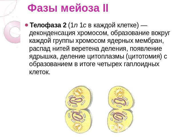 Фазы мейоза II Телофаза 2 (1n 1c в каждой клетке) — деконденсация хромосом, образование вокруг каждой группы хромосом ядерных мембран, распад нитей веретена деления, появление ядрышка, деление цитоплазмы (цитотомия) с образованием в итоге четырех га…