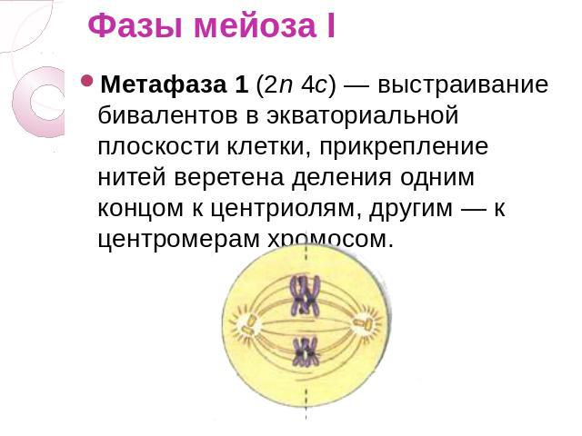 Фазы мейоза I Метафаза 1 (2n 4c) — выстраивание бивалентов в экваториальной плоскости клетки, прикрепление нитей веретена деления одним концом к центриолям, другим — к центромерам хромосом.