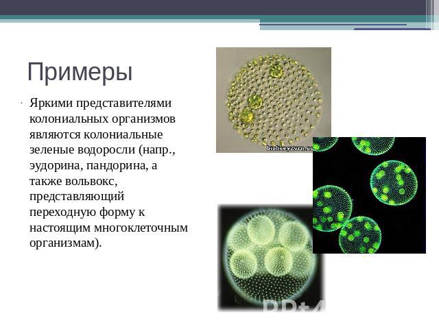 Примеры Яркими представителями колониальных организмов являются колониальные зеленые водоросли (напр., эудорина, пандорина, а также вольвокс, представляющий переходную форму к настоящим многоклеточным организмам).