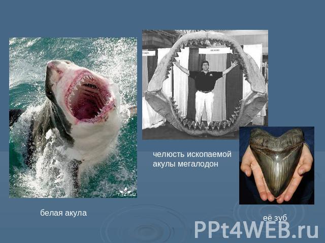 белая акула челюсть ископаемой акулы мегалодон её зуб