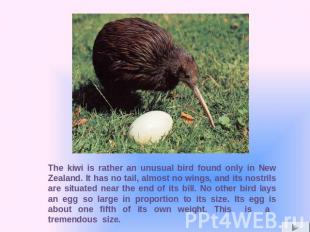 The kiwi is rather an unusual bird found only in New Zealand. It has no tail, al