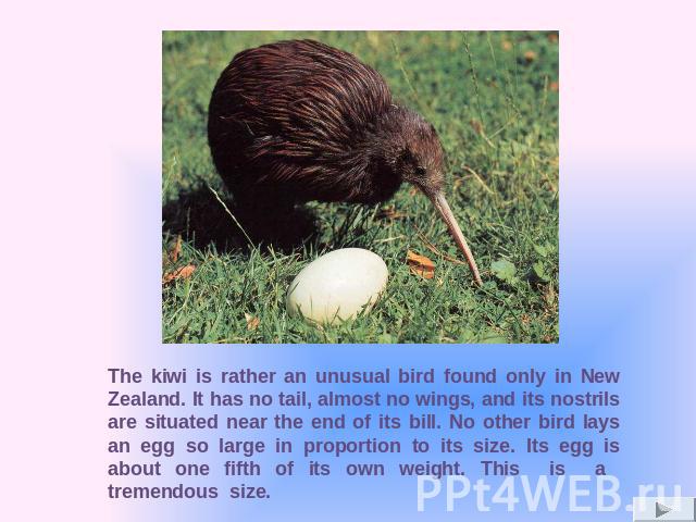 The kiwi is rather an unusual bird found only in New Zealand. It has no tail, almost no wings, and its nostrils are situated near the end of its bill. No other bird lays an egg so large in proportion to its size. Its egg is about one fifth of its ow…