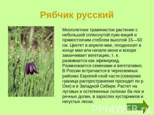 Рябчик русский Многолетнее растение высотой до 30 см, с ползучим корневищем. Цве
