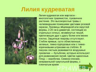 Лилия кудреватая Лилия кудреватая или мартагон - многолетнее травянистое, лукови