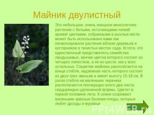 Майник двулистный Это небольшое, очень изящное многолетнее растение с белыми, ис