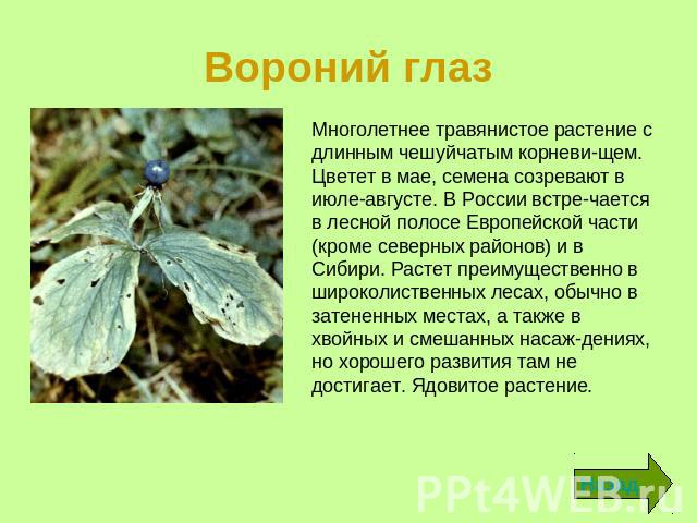 Вороний глаз Многолетнее травянистое растение с длинным чешуйчатым корневищем. Цветет в мае, семена созревают в июле-августе. В России встречается в лесной полосе Европейской части (кроме северных районов) и в Сибири. Растет преимущественно в широко…