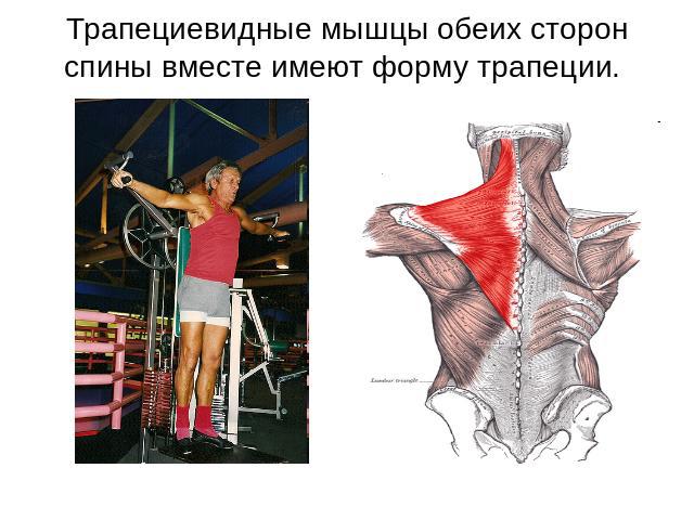 Трапециевидные мышцы обеих сторон спины вместе имеют форму трапеции.