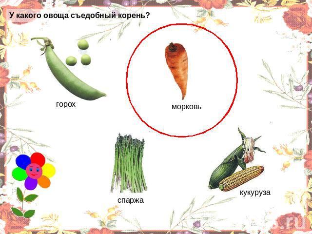 У какого овоща съедобный корень? горох морковь спаржа кукуруза