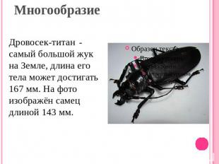 Многообразие Дровосек-титан - самый большой жук на Земле, длина его тела может д