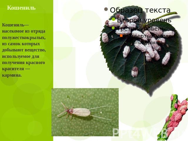 Кошениль Кошениль— насекомое из отряда полужесткокрылых, из самок которых добывают вещество, используемое для получения красного красителя — кармина.