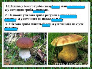 1.Шляпка у белого гриба снизу белая или желтоватая, а у желчного гриба – розовая