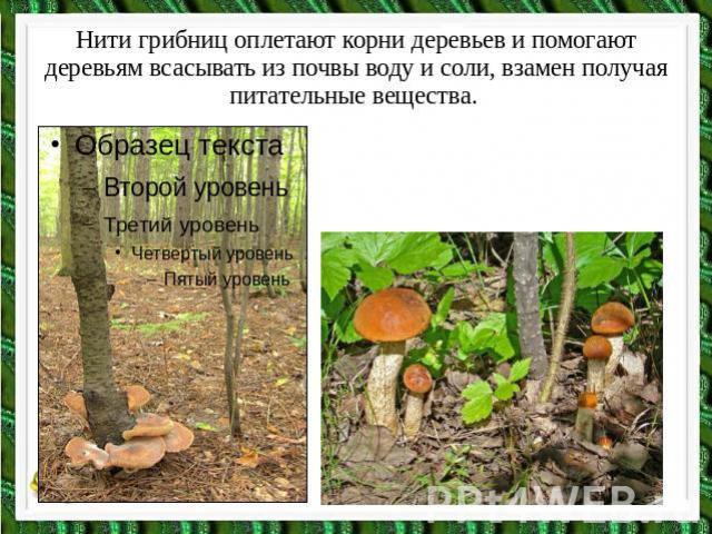 Нити грибниц оплетают корни деревьев и помогают деревьям всасывать из почвы воду и соли, взамен получая питательные вещества.