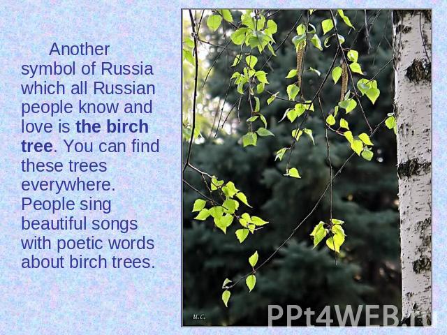 Another symbol of Russia which all Russian people know and love is the birch tree. You can find these trees everywhere. People sing beautiful songs with poetic words about birch trees.