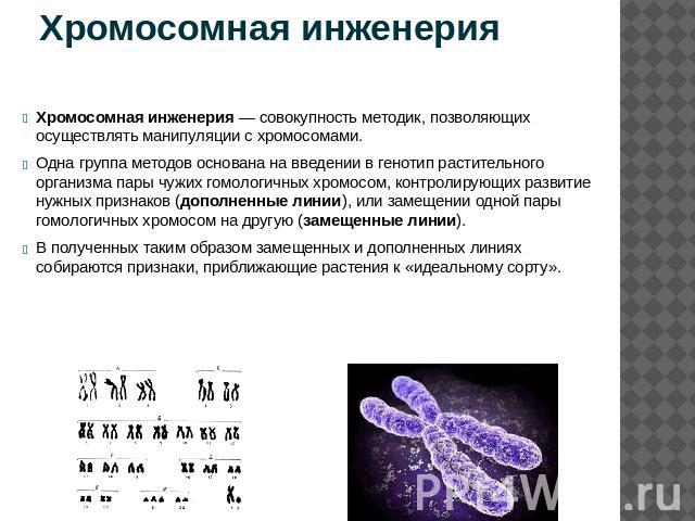 Хромосомная инженерия Хромосомная инженерия — совокупность методик, позволяющих осуществлять манипуляции с хромосомами. Одна группа методов основана на введении в генотип растительного организма пары чужих гомологичных хромосом, контролирующих разви…