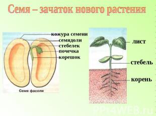 Семя – зачаток нового растения